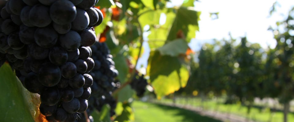 Come to the Comox Valley