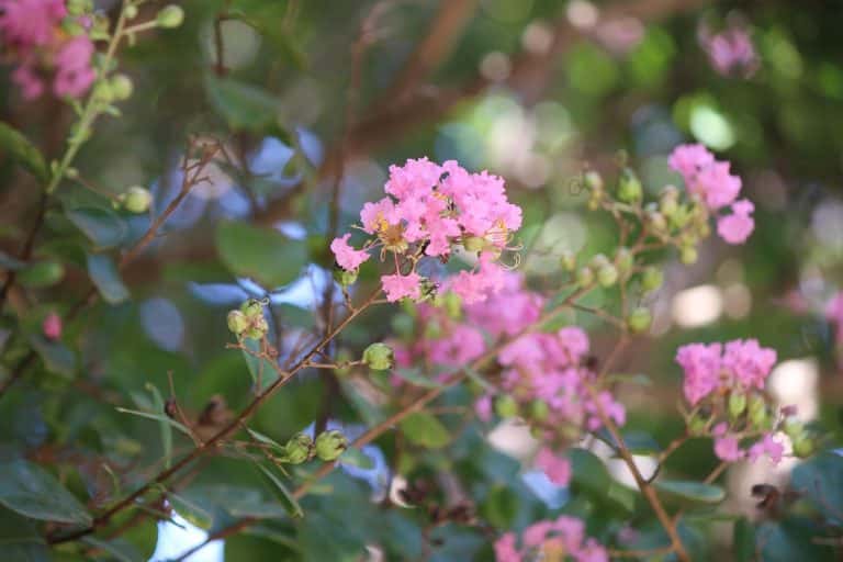 Crape Myrtle Varieties